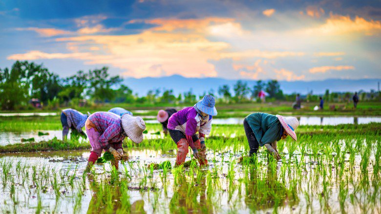 Rural farmers in Thailand