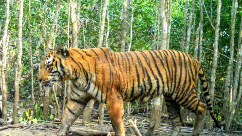 Royal Bengal Tiger in Bangladesh