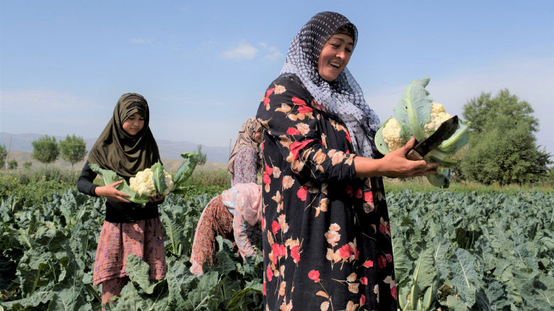 Women picking heads of cauliflower in Tajikistan