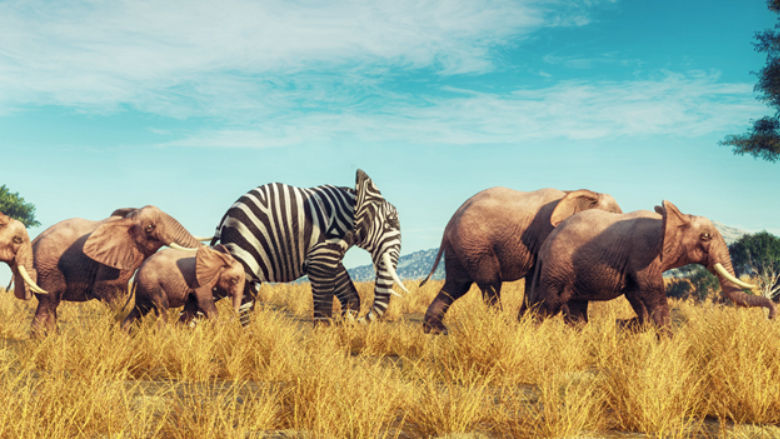 elephants and zebras crossing field