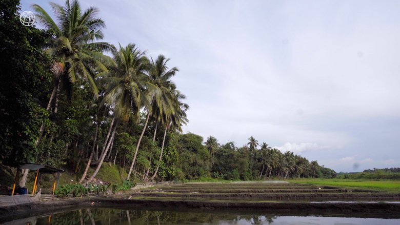 Tropical trees are seen hanging over a set of ponds on a fish farm in Mindanao in the Philippines.