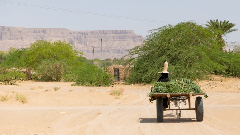 A woman farmer carrying crops with cart on the field in Yemen.